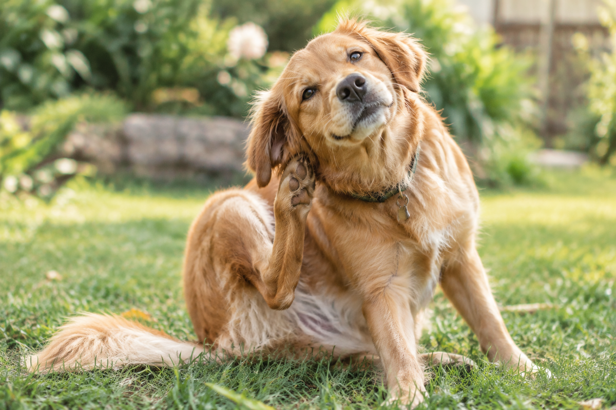 Yeast or Bacteria? How to Tell What's Behind Your Dog's Itch