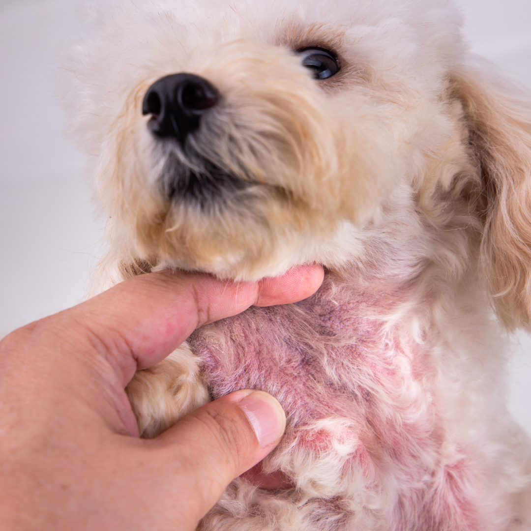 Why does your pet need a wound healing spray?