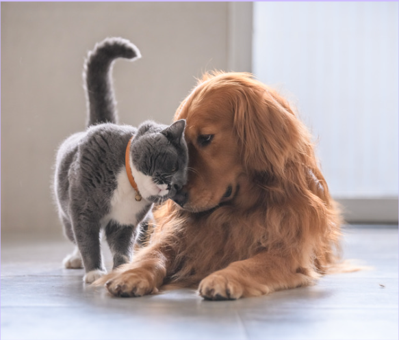 Curobuddy Complete Pet Wellness Tracker